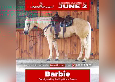 American Quarter Horse, Klacz, 6 lat, 157 cm, Izabelowata