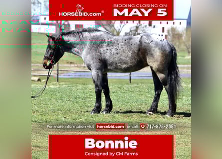 American Quarter Horse Mix, Klacz, 6 lat, 163 cm, Gniadodereszowata