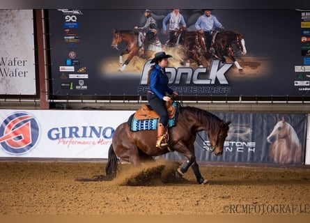 American Quarter Horse, Klacz, 6 lat, Ciemnokasztanowata