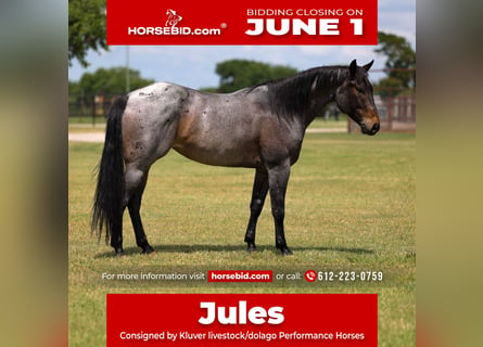 American Quarter Horse, Klacz, 6 lat, Gniadodereszowata