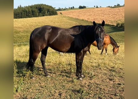American Quarter Horse, Klacz, 6 lat, Kara