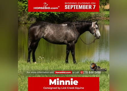 American Quarter Horse, Klacz, 6 lat, Siwa