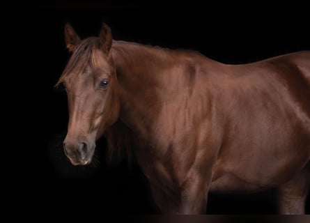 American Quarter Horse, Klacz, 7 lat, 138 cm, Kasztanowata