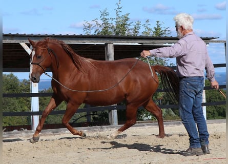 American Quarter Horse, Klacz, 7 lat, 146 cm, Kasztanowata