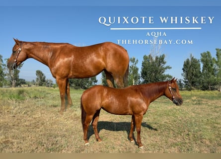 American Quarter Horse, Klacz, 7 lat, 147 cm, Cisawa