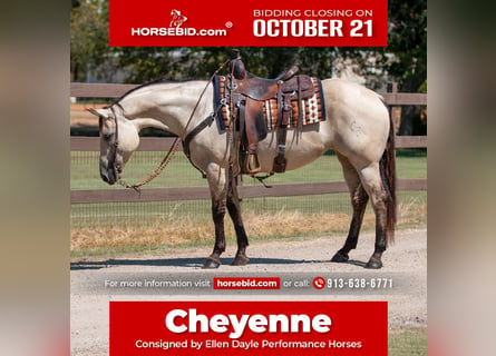 American Quarter Horse, Klacz, 7 lat, 150 cm, Bułana