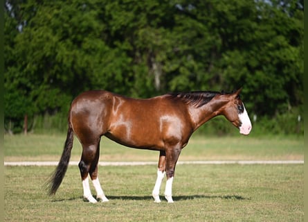 American Quarter Horse, Klacz, 7 lat, 152 cm, Ciemnokasztanowata