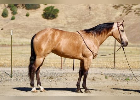 American Quarter Horse, Klacz, 7 lat, 152 cm, Jelenia