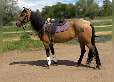 American Quarter Horse, Klacz, 7 lat, 173 cm, Jelenia