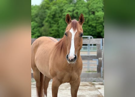 American Quarter Horse, Klacz, 7 lat