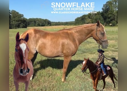 American Quarter Horse, Klacz, 8 lat, 142 cm, Ciemnokasztanowata