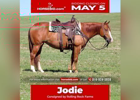 American Quarter Horse, Klacz, 8 lat, 145 cm, Cisawa