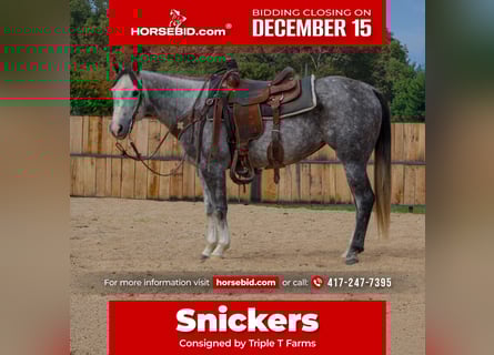 American Quarter Horse, Klacz, 8 lat, 147 cm, Siwa