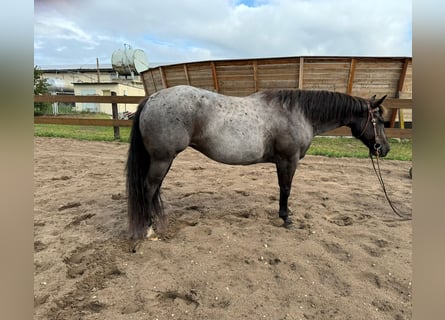 American Quarter Horse, Klacz, 8 lat, 148 cm, Karodereszowata