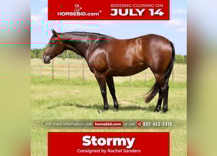 American Quarter Horse, Klacz, 8 lat, 150 cm, Gniada