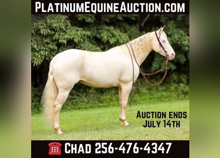 American Quarter Horse, Klacz, 8 lat, 152 cm, Cremello