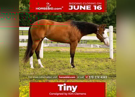 American Quarter Horse, Klacz, 8 lat, 152 cm, Gniada
