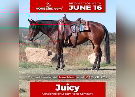 American Quarter Horse, Klacz, 8 lat, 152 cm, Gniada