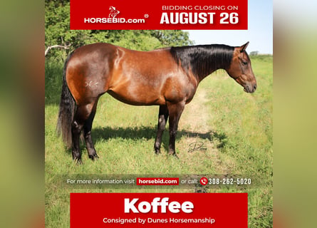 American Quarter Horse, Klacz, 8 lat, 152 cm, Gniada