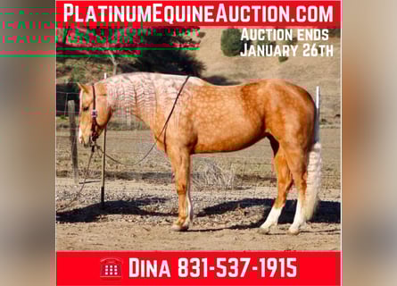 American Quarter Horse, Klacz, 8 lat, 152 cm, Izabelowata