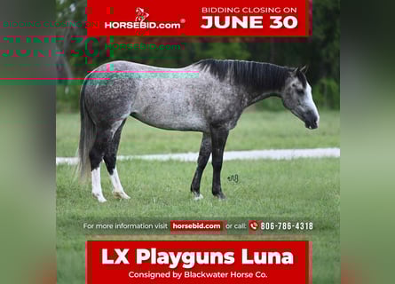 American Quarter Horse, Klacz, 8 lat, 152 cm, Siwa