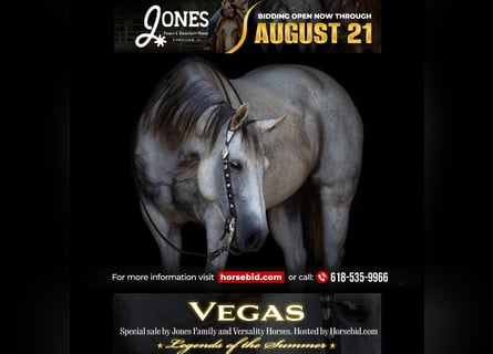 American Quarter Horse, Klacz, 8 lat, 152 cm, Siwa