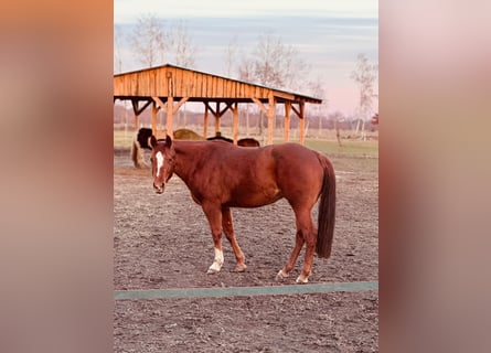 American Quarter Horse, Klacz, 8 lat, 156 cm, Kasztanowata
