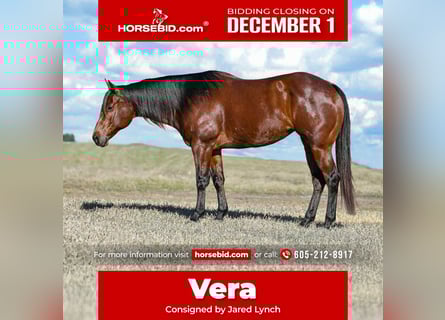 American Quarter Horse, Klacz, 8 lat, 160 cm, Gniada