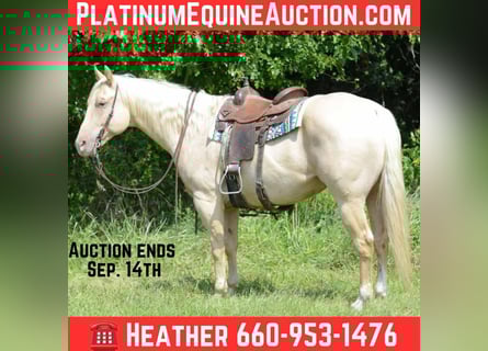 American Quarter Horse, Klacz, 8 lat, 160 cm, Izabelowata