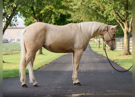 American Quarter Horse, Klacz, 8 lat, Izabelowata