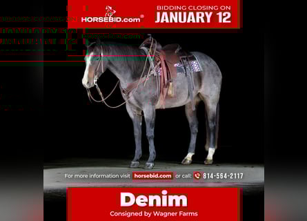 American Quarter Horse, Klacz, 8 lat, Karodereszowata