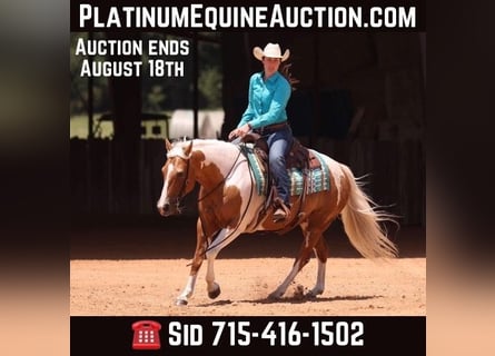 American Quarter Horse, Klacz, 8 lat, Tobiano wszelkich maści