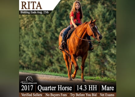 American Quarter Horse, Klacz, 9 lat, 150 cm, Cisawa