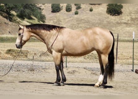 American Quarter Horse, Klacz, 9 lat, 150 cm, Jelenia