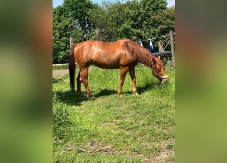 American Quarter Horse, Klacz, 9 lat, 150 cm, Kasztanowata