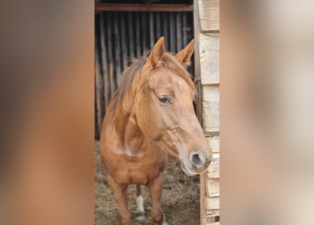 American Quarter Horse, Klacz, 9 lat, 150 cm, Kasztanowata