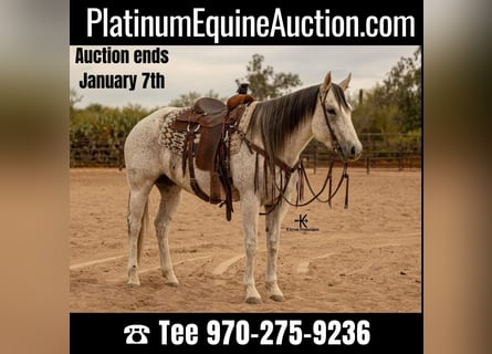 American Quarter Horse, Klacz, 9 lat, 155 cm, Siwa