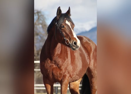 American Quarter Horse, Klacz, 9 lat, 159 cm, Gniada