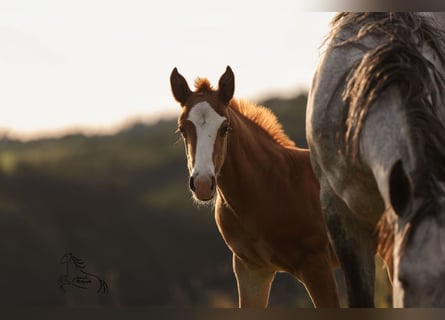 American Quarter Horse, Klacz, Źrebak (04/2026), 145 cm, Ciemnokasztanowata