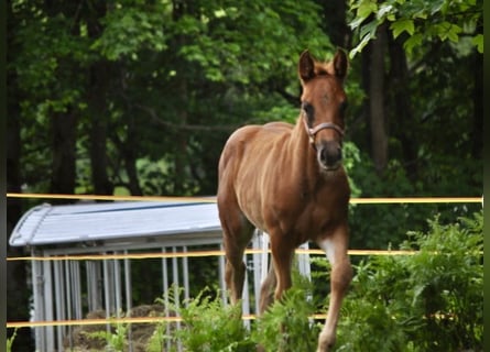 American Quarter Horse, Klacz, , 148 cm, Ciemnokasztanowata