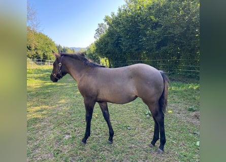 American Quarter Horse, Klacz, Źrebak (04/2024), 148 cm, Grullo