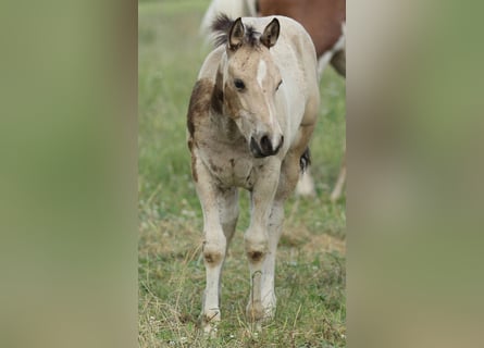 American Quarter Horse, Klacz, , 148 cm, Jelenia