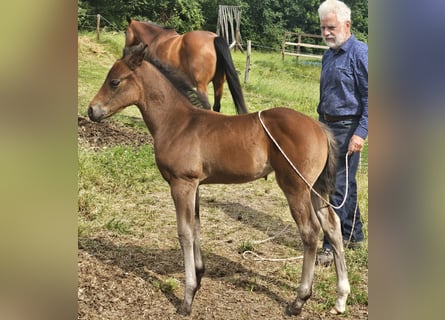 American Quarter Horse, Klacz, , 150 cm, Gniada