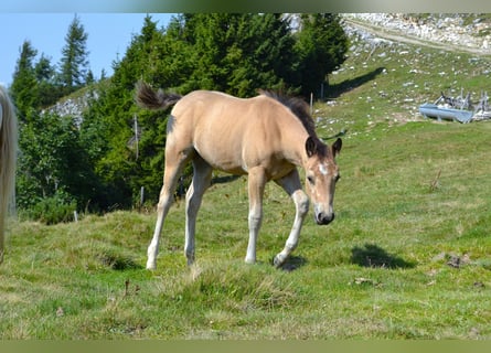 American Quarter Horse, Klacz, Źrebak (05/2026), 150 cm, Jelenia