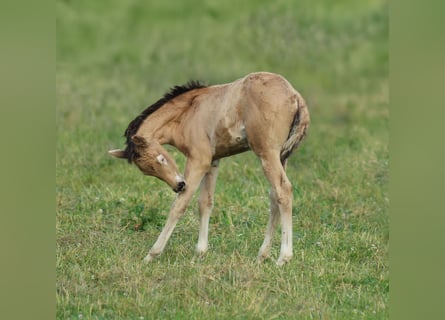 American Quarter Horse, Klacz, , 150 cm, Jelenia
