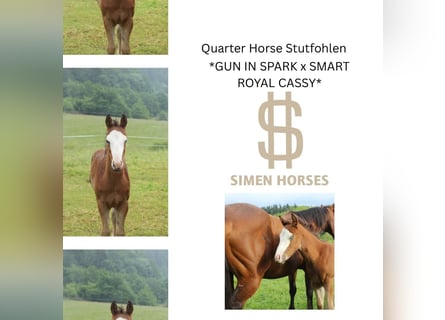 American Quarter Horse, Klacz, , 150 cm