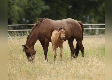 American Quarter Horse, Klacz, Źrebak (04/2026), 152 cm, Gniada
