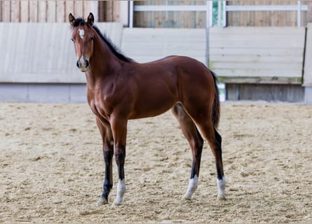 American Quarter Horse, Klacz, Źrebak (04/2025), 154 cm, Gniada