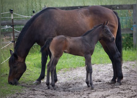 American Quarter Horse, Klacz, Źrebak (05/2026), 155 cm, Gniada