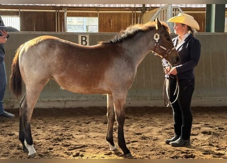 American Quarter Horse, Klacz, Źrebak (05/2026), 155 cm, Gniadodereszowata